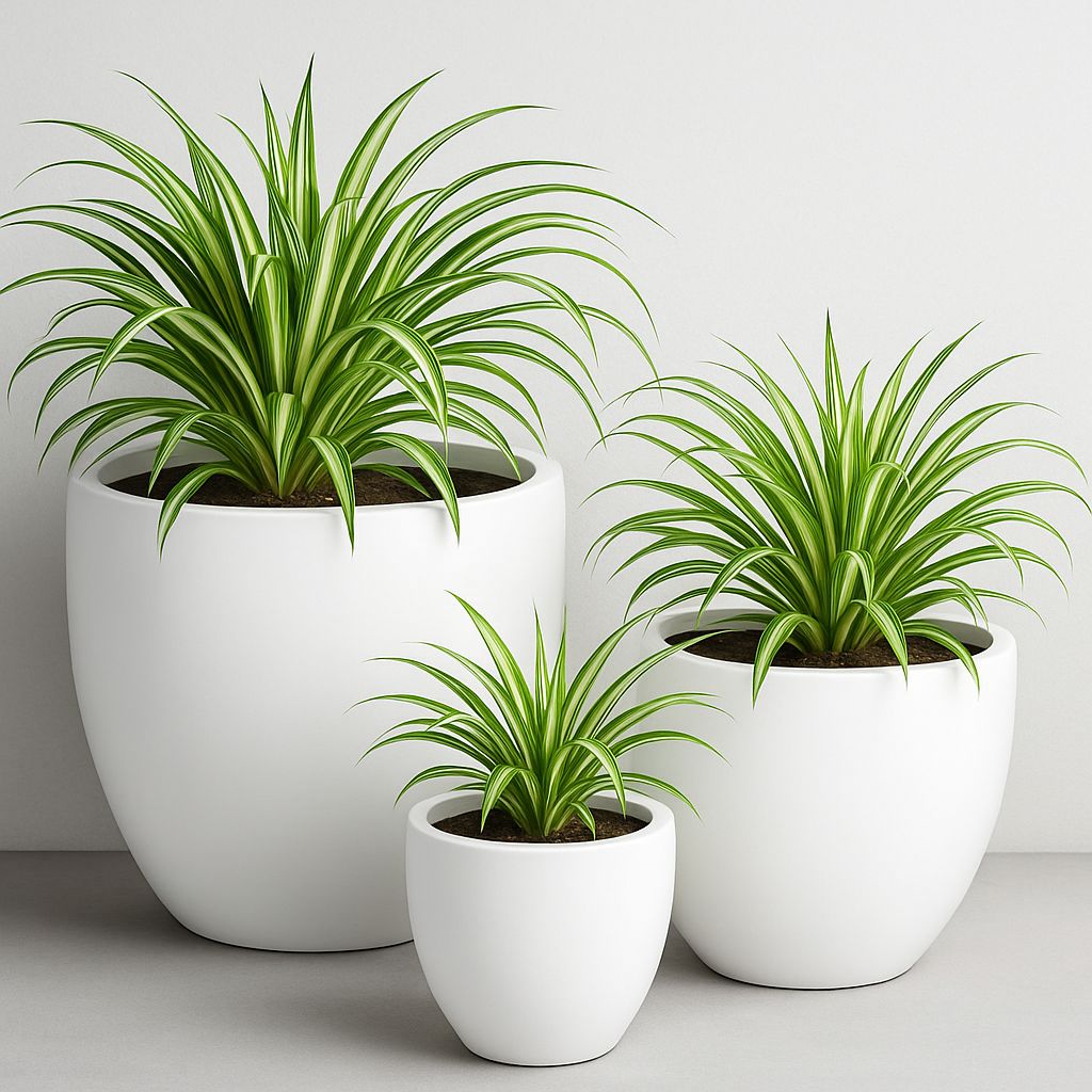 JP Bowl Planter