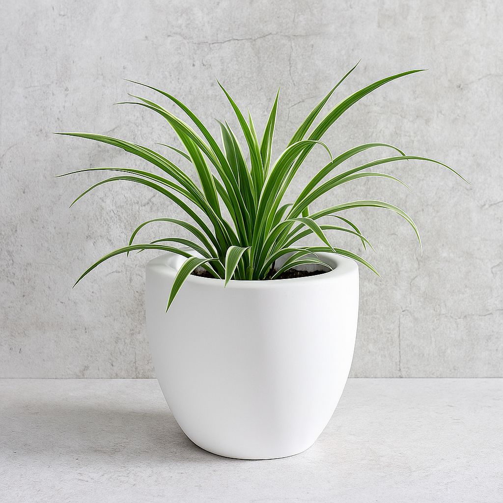 JP Bowl Planter