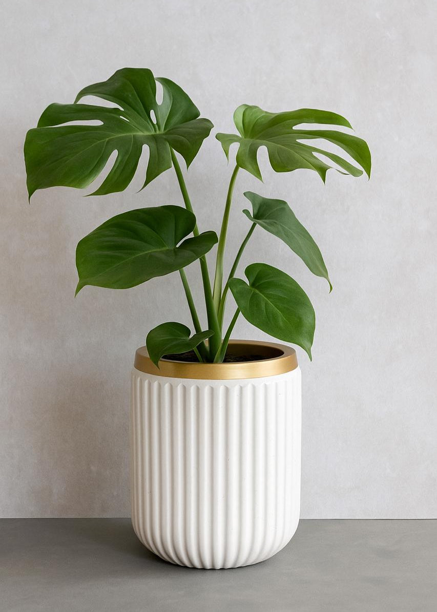 Seoul Luxurious Style Planter