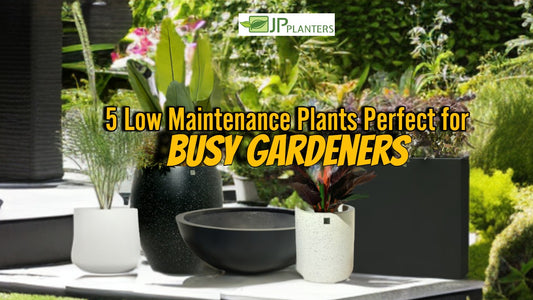 5 Low Maintenance Plants Perfect for Busy Gardeners