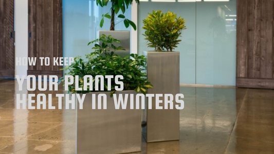 How to Keep Your Plants Healthy in Winter?