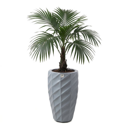 Gherkin Planter
