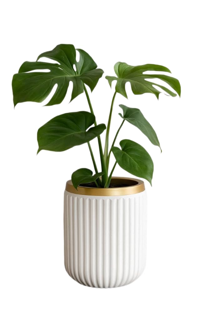 Seoul Luxurious Style Planter