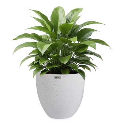 Bowl Planter