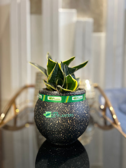 Mini Goa Planter