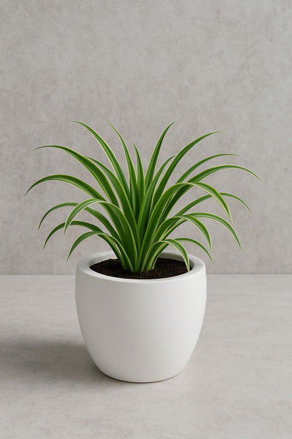 JP Bowl Planter