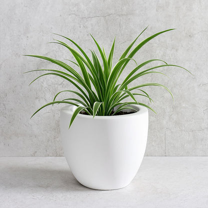 JP Bowl Planter